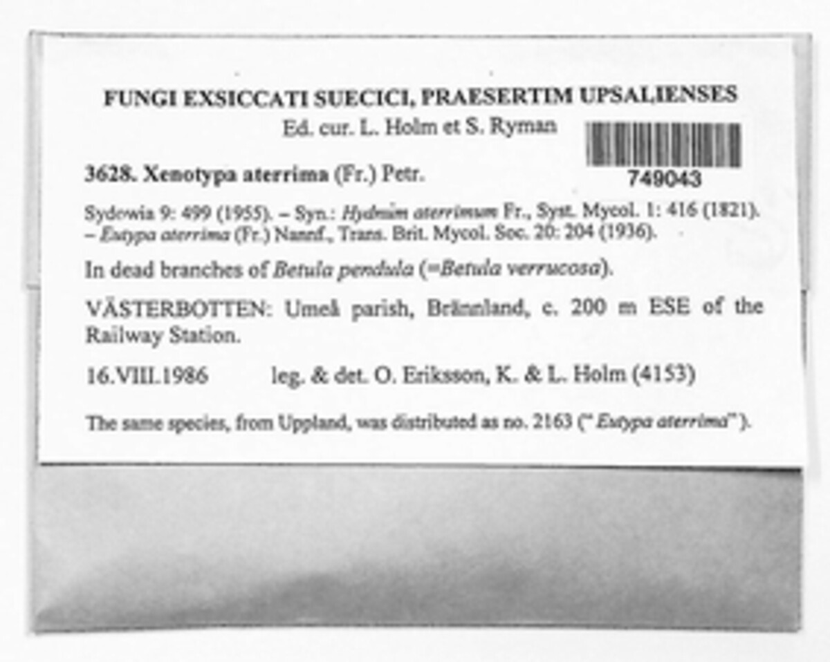 Xenotypa aterrima image